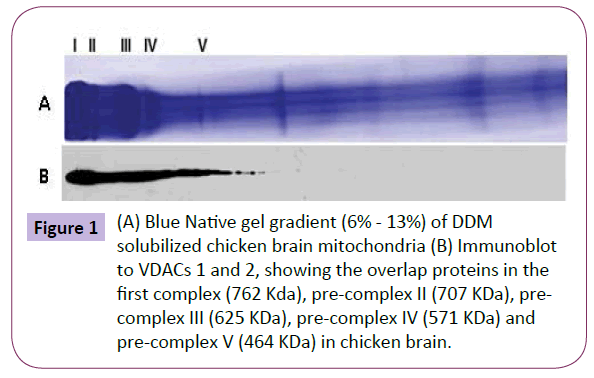 translational-neuroscience-Native-gel