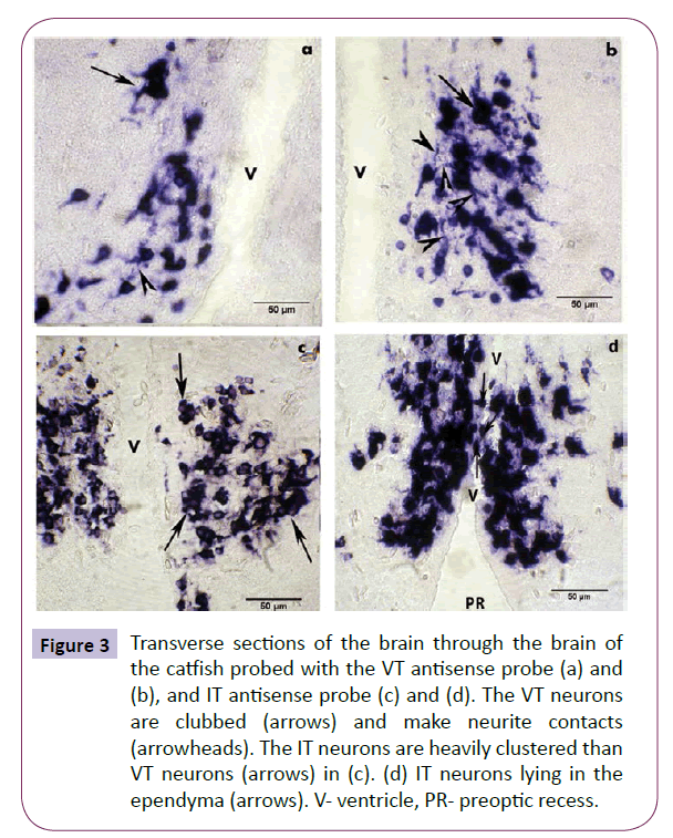 translational-neuroscience-Transverse-sections