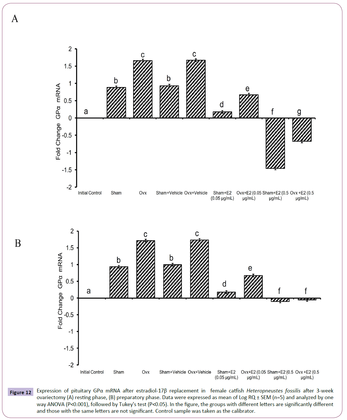 translational-neuroscience-female-catfish-Heteropneustes