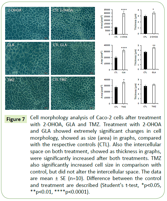 translational-neuroscience-intercellular-space