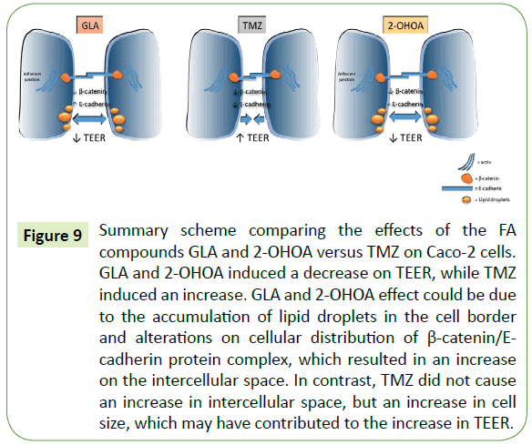 translational-neuroscience-intercellular-space