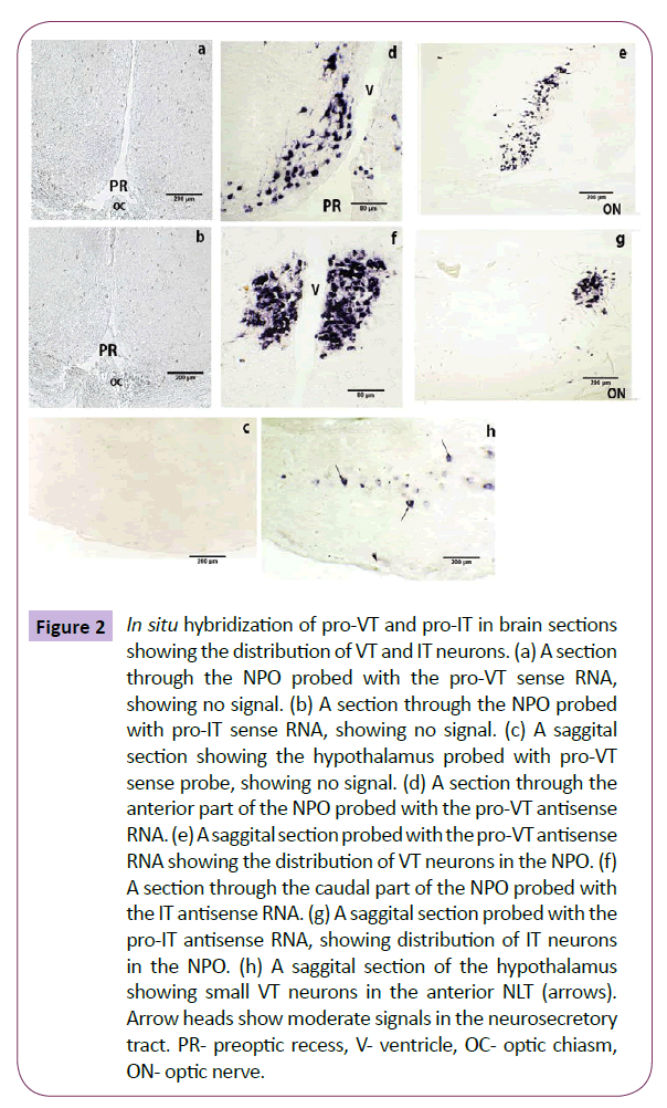 translational-neuroscience-optic-nerve