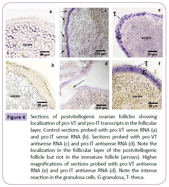 translational-neuroscience-postvitellogenic-ovarian