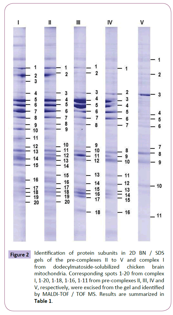 translational-neuroscience-protein-subunits